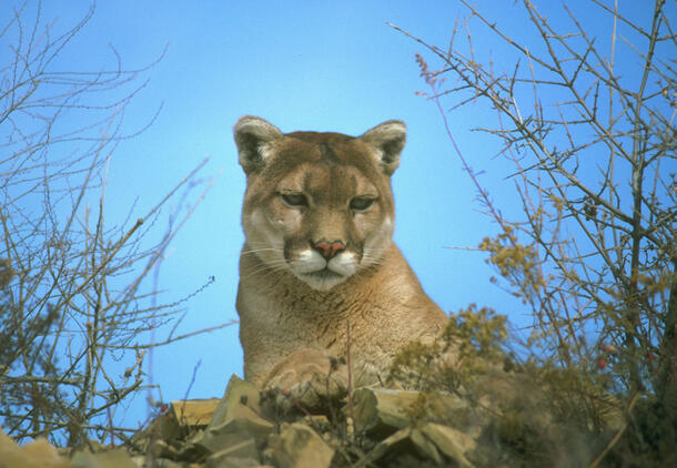 Cougar sits among leaves and branches.