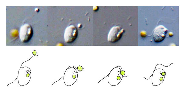 Four consecutive photographs of a Roombia cell "eating" another cell with four corresponding illustrations below each image.