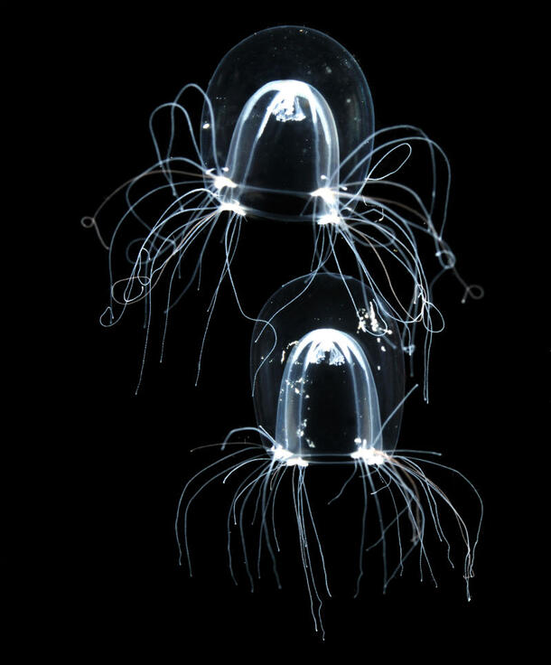 Two comb jellies floating deep beneath the sea.