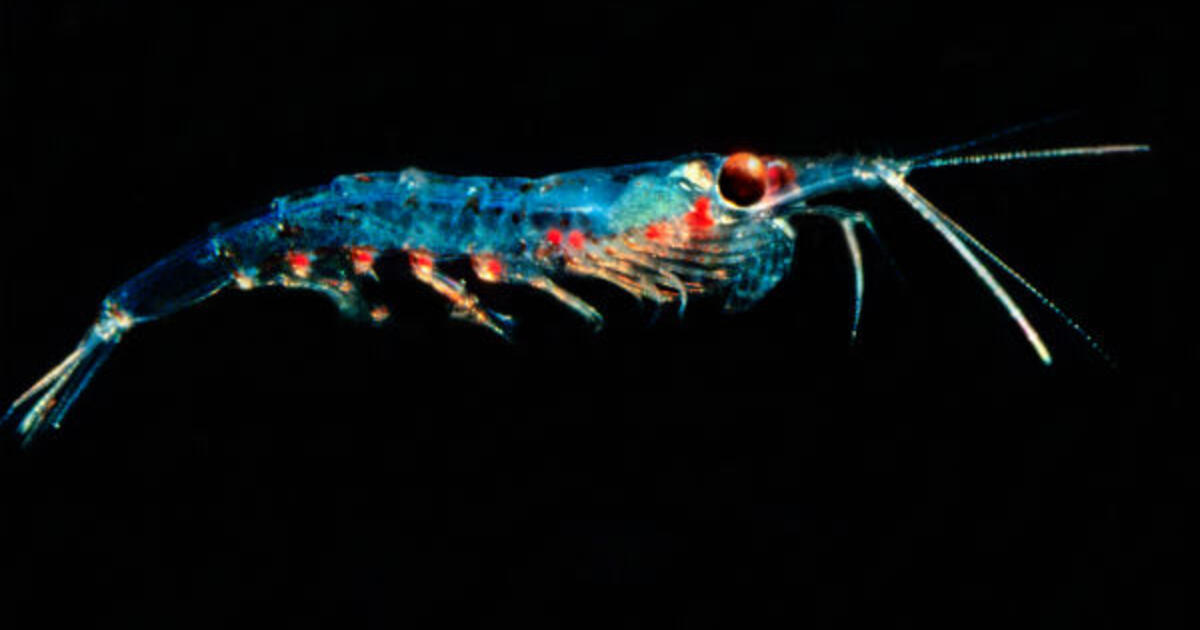 for plankton one size