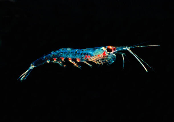 Krill floats through the ocean depths.
