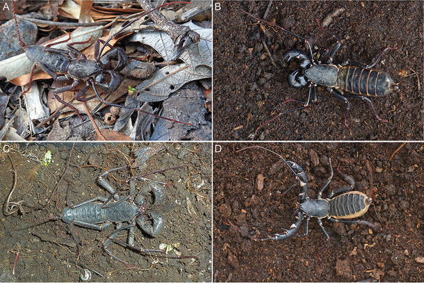 Four different specimens of vinegaroons.