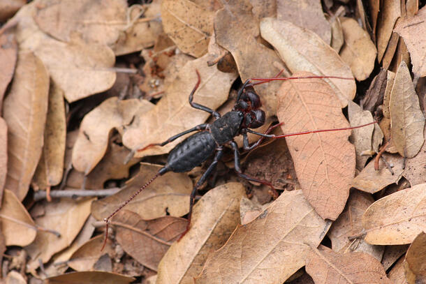 Vinegaroon walks across a bed of dried leaves.