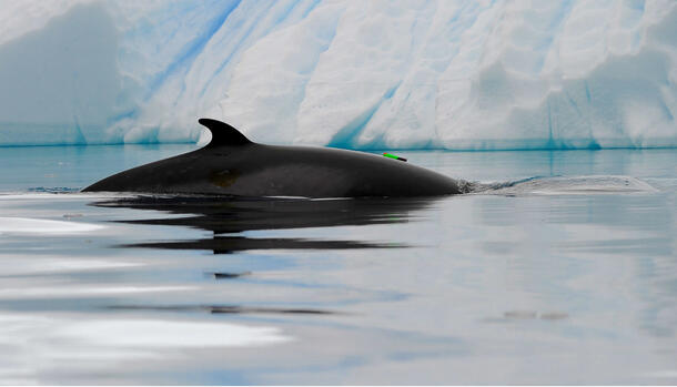 Minke whale's fin is visible just above the surface of the water as it swims past an iceberg.