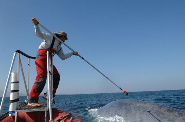 Man stand on a small platform and holds a long pole with a tag attached to the end as a whale surfaces nearby.