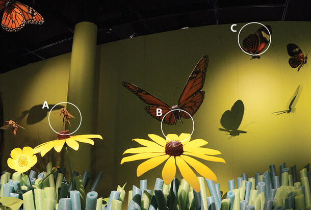 Museum display containing larger-than-life models of butterflies, insects and flowers.