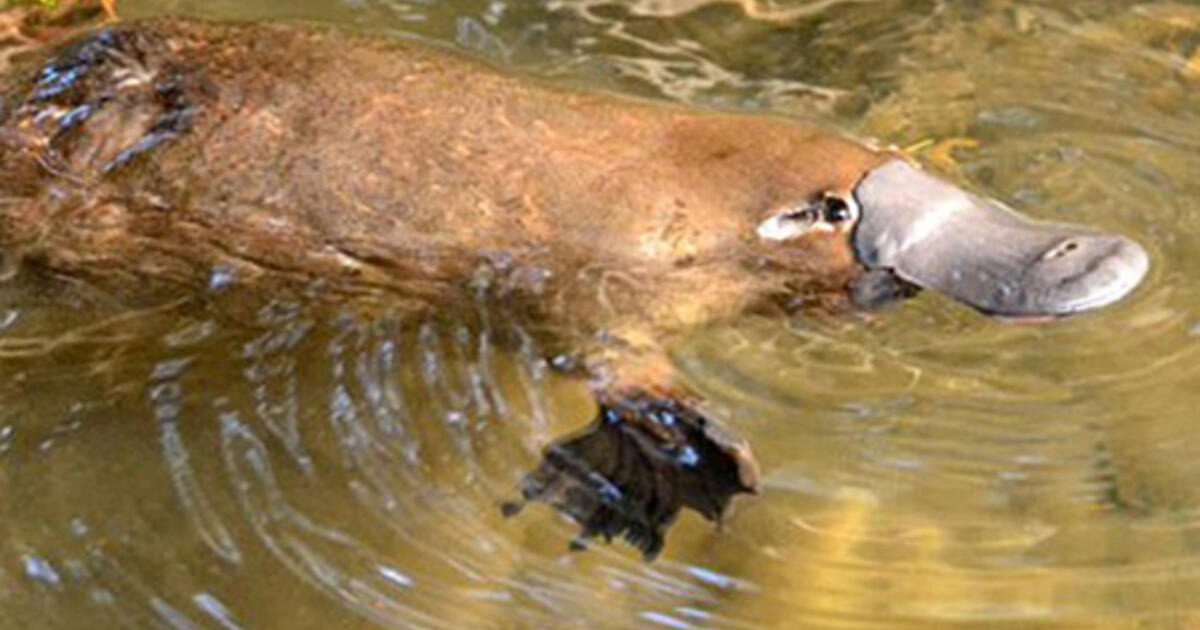 To Hunt, the Platypus Uses Its Electric Sixth Sense | AMNH