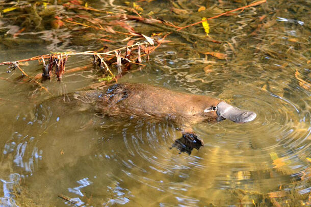 Platypus swims near the surface of a shallow body of water.