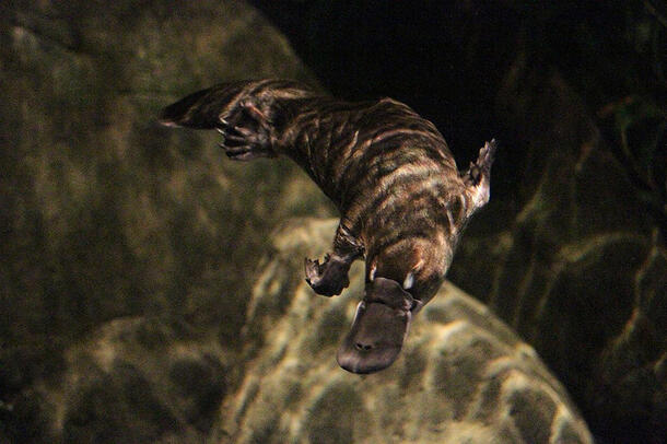 Platypus swims under water.