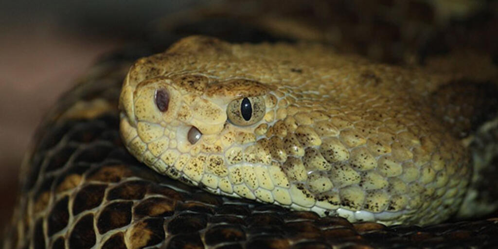 Pit Vipers Can Detect Prey Via Heat | AMNH Pit Vipers Can Detect Prey Via Heat | AMNH