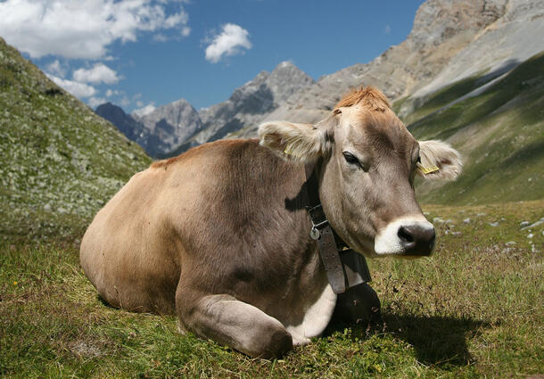Swiss cow rests peacefully in a mountain pasture.