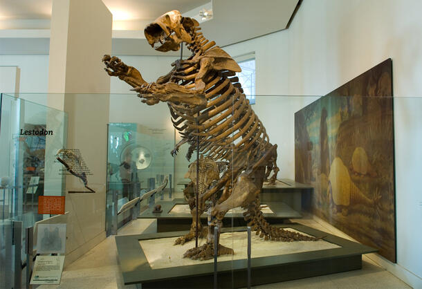 Lestodon model on display in the Museum, featuring a full skeleton posed standing on its hind legs.
