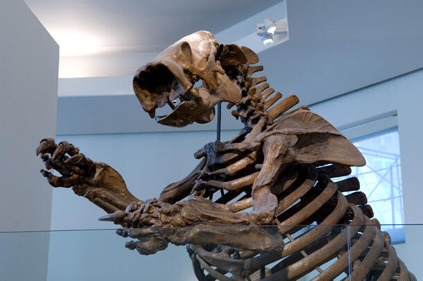 Lestodon skeleton on display in the Museum.