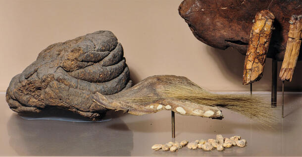 Myolodon dung is shown on a display table with other Museum specimens.