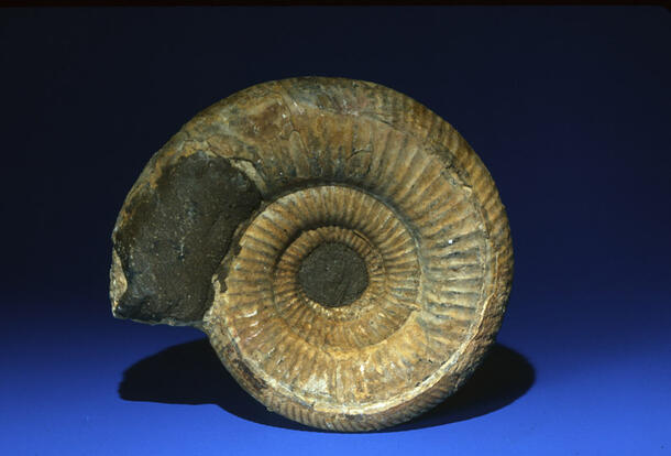 Spiral shell of an ammonite.