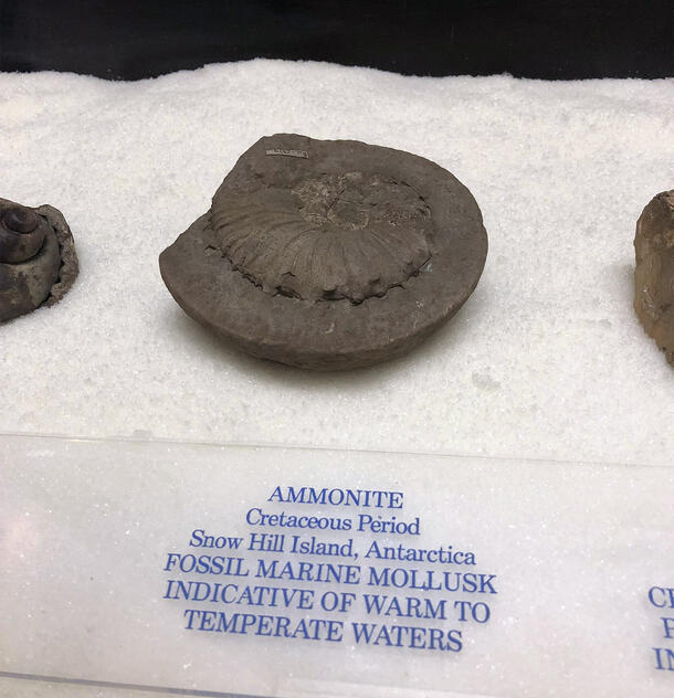Ammonite in display case.