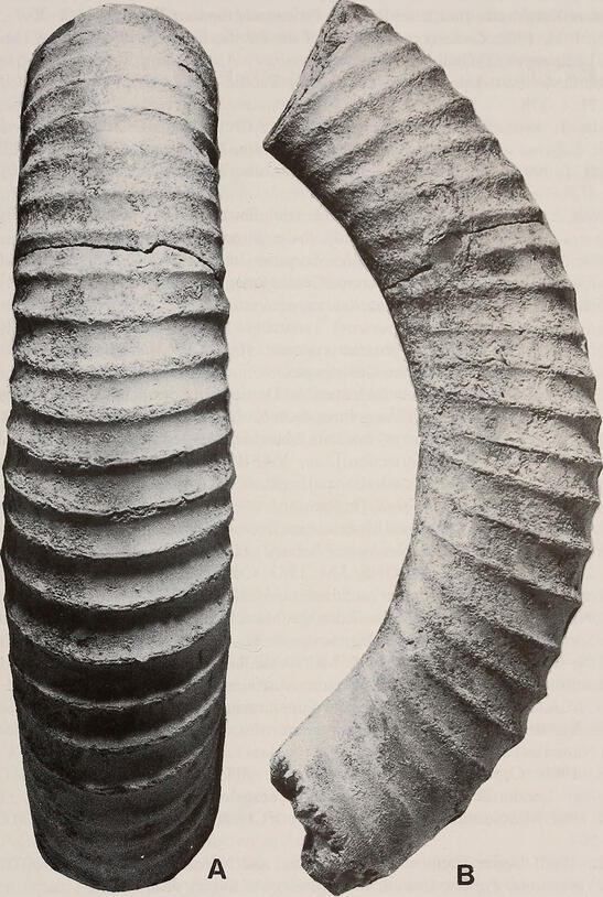 Ventral and lateral view of a curved Diplomoceras cylindraceum fossil,
