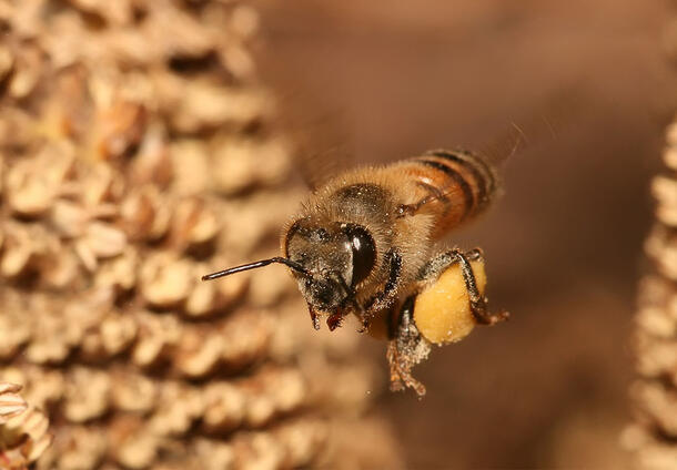 Bee in flight carries pollen back to the hive.