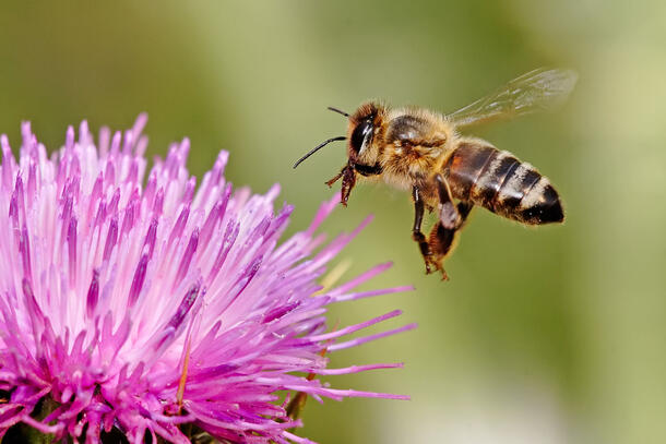 Bee hovers over a milk thistle flower.