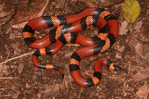 Striped milksnake rests on a pile of dried leaves.