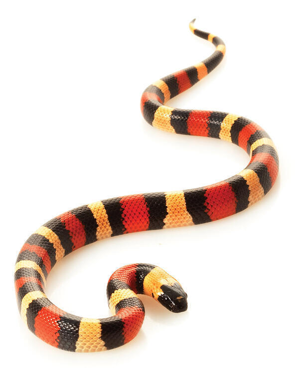 Striped milksnake.