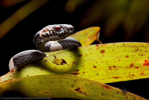Dipsas bobridgelyi snake peeks out from behind the leaves of a plant.