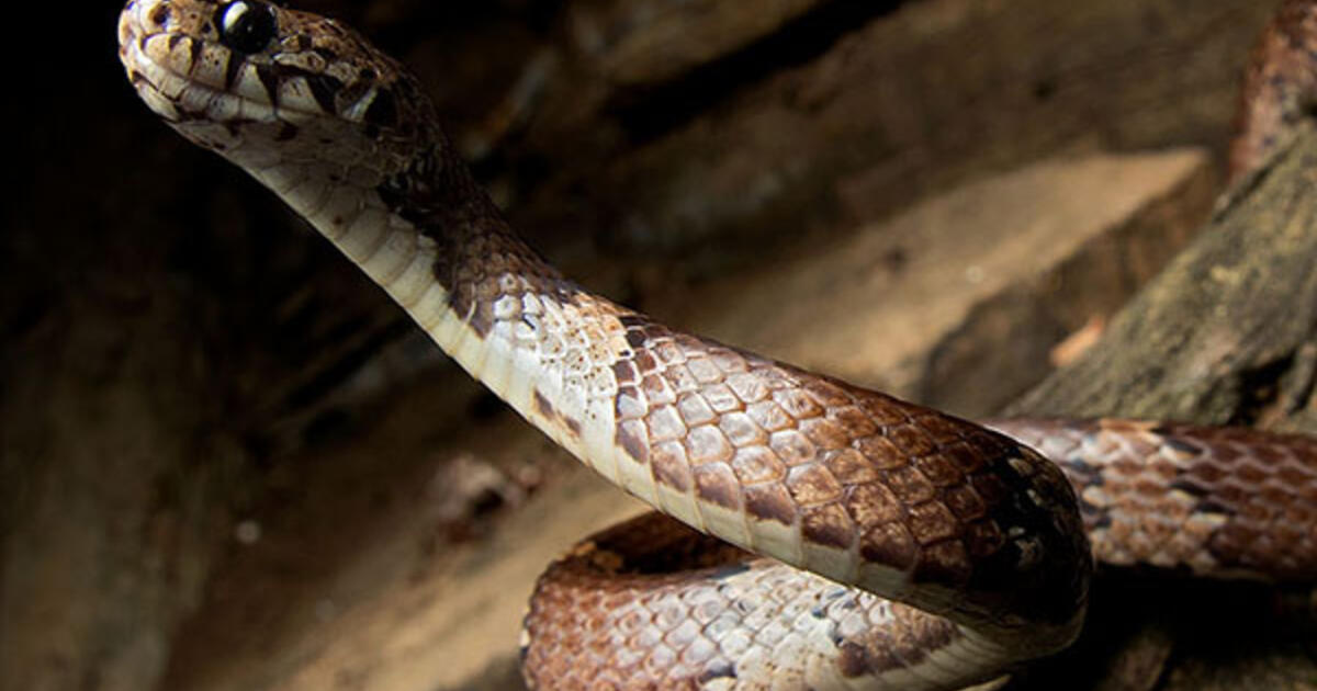 New SnailEating Snake Found in Peru AMNH