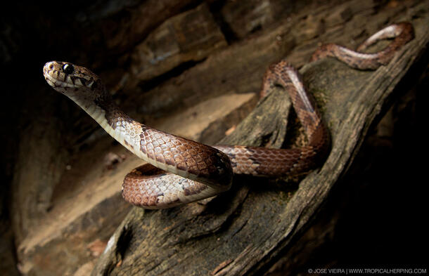 Dipsas oswaldobaezi snake raises its head.