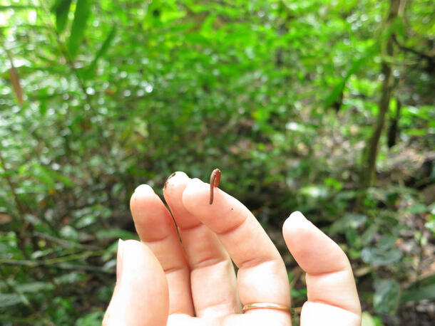 A tiny leech clings to the fingertip of a human hand.
