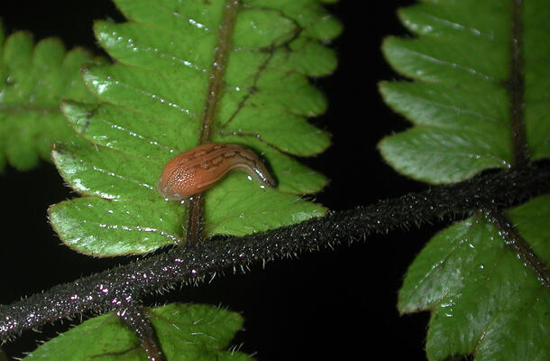 A smaller-than-thumbnail-sized leech on a leaf.