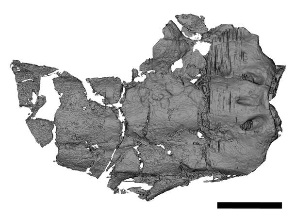 CT scan of fragmented Carcharopsis skull.