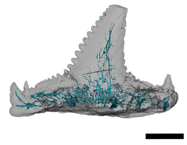 CT scan of a Carcharopsis shark tooth.