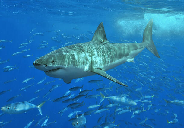 Great white shark swims through a school of fish.