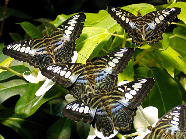 Four clipper butterflies with matching wing patterns alight on a plant in the vivarium.