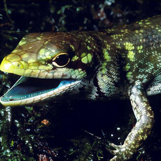 Close up view of head and upper body of Prasinohaema prehensicauda as it walks across the ground.