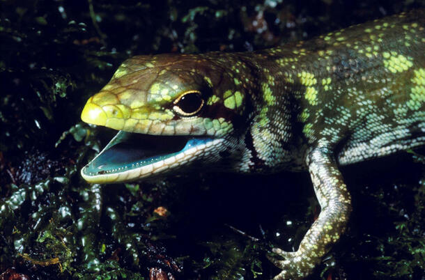 Close up view of head and upper body of Prasinohaema prehensicauda as it walks across the ground.