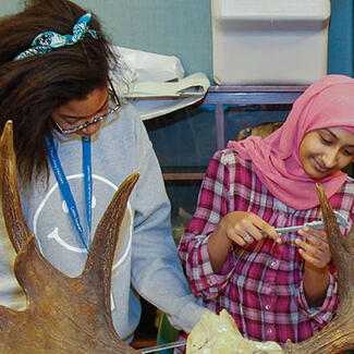Two students look closely at antler specimens.