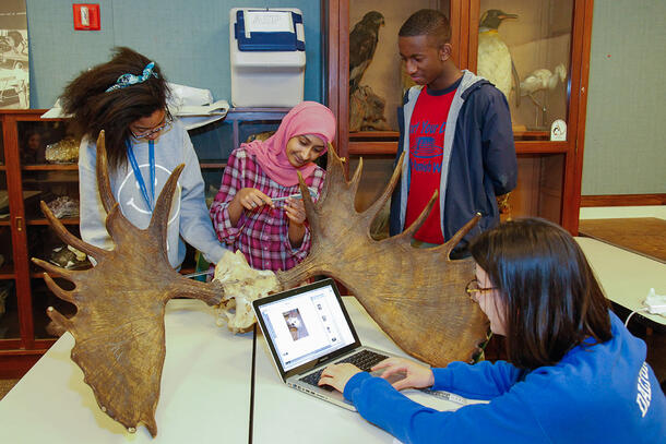 Four students examine antler specimens and record their findings.