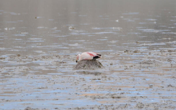 Flamingo crouches over its nest, which is a raised area built above shallow water.