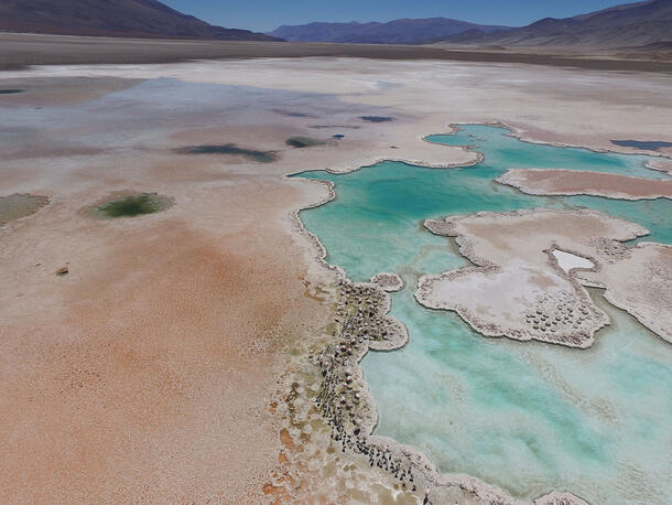 Aerial view of salt flats and colonies of flamingos.