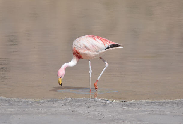 Flamingo paws the water with it's foot to stir up sediments.