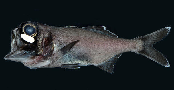 Lateral view of flashlight fish specimen shows the pockets under its eyes.