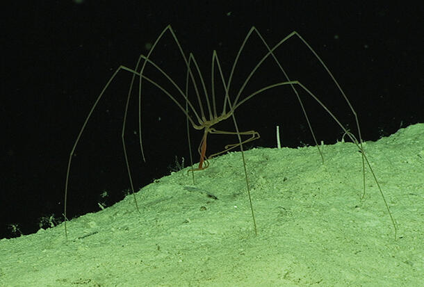 Sea Spider moves along an underwater ridge.