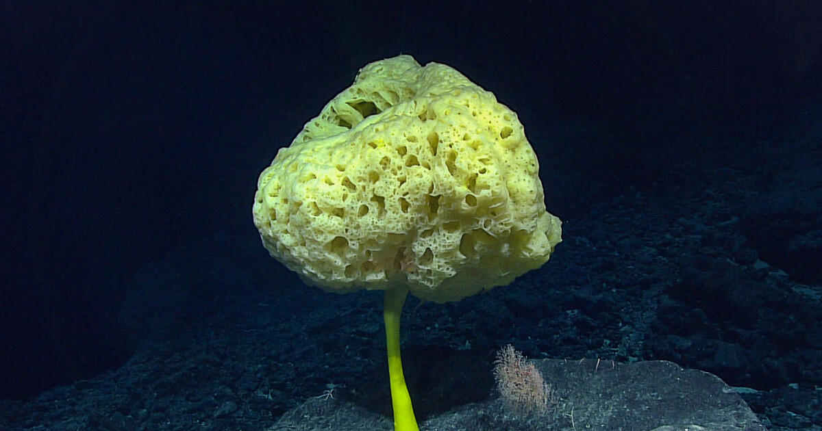 In The Deep Ocean Hotspots Of Life Amnh