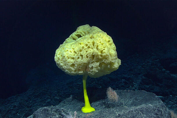 Glowing sea sponge seen far below the surface of the ocean.