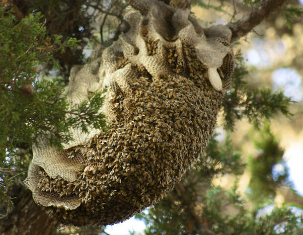 Bees cluster on a large hive attached to a tree.