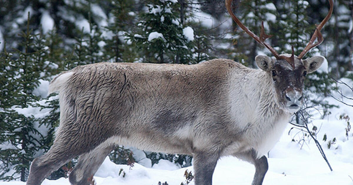 UV Vision Helps Caribou Spot Food in Arctic Snow AMNH