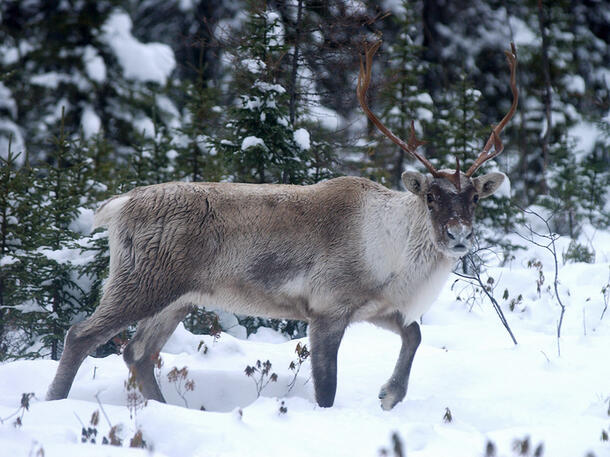 Caribou walks through a snowy evergreen forest.