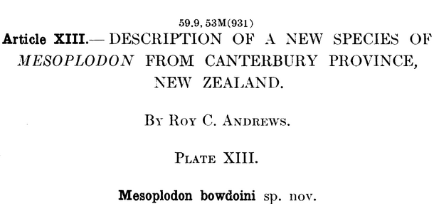 Page says "Description of a new species of mesoplodon from Canterbury Province, New Zealand" by Roy C. Andrews. Plate XIII. Mesoplodon bowdoini sp.nov