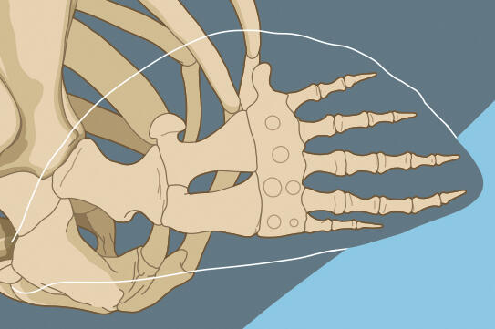 Sperm whale flipper (pectoral fin)